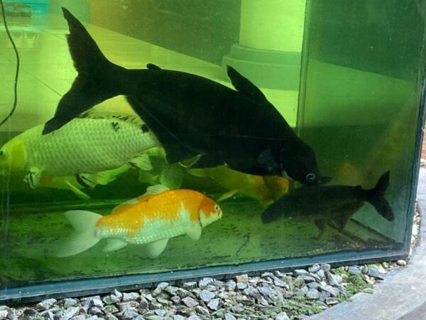 Semua ada pilihannya