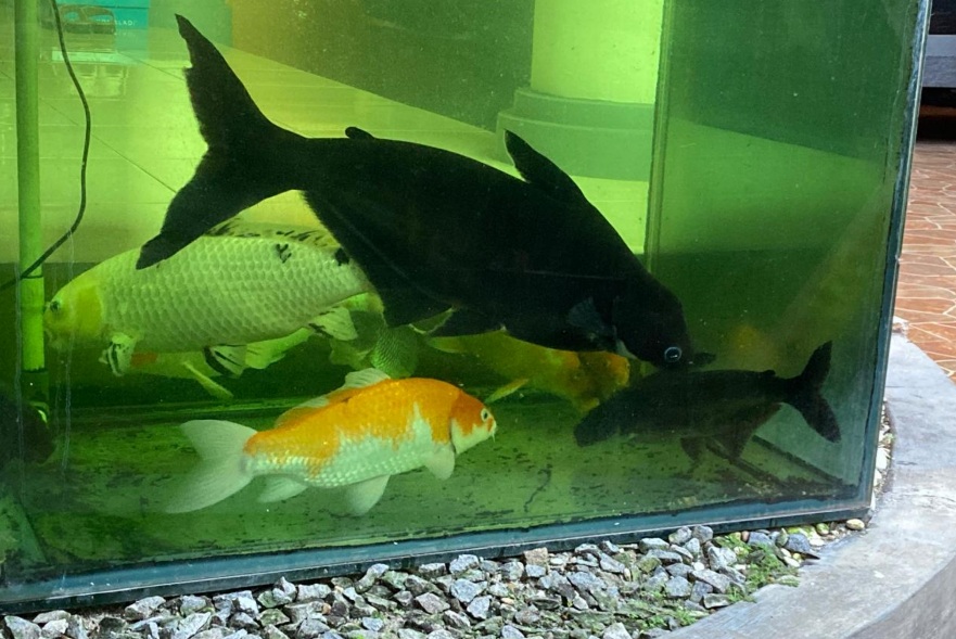 Semua ada pilihannya